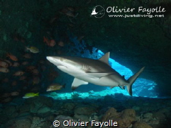 Shark cave in Mauritius, amazing landscaping with some ni... by Olivier Fayolle 